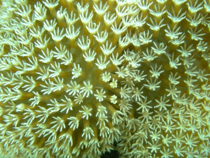 54- Polypes a 8 tentacules d'un alcyonaire - Gadji.JPG
